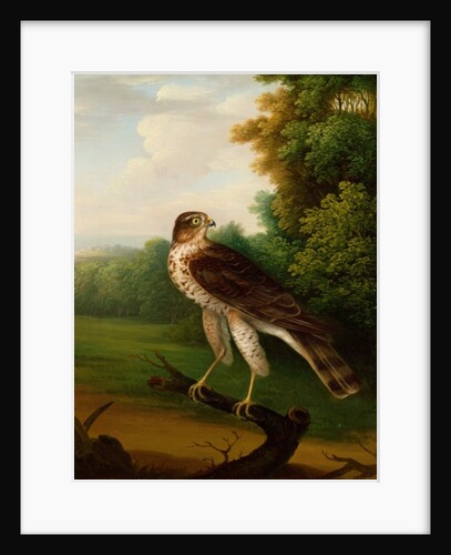 A Young Female Hawk, one year old by Robert Wilkinson Padley
