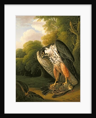 A Hobby Hawk and Prey shot at Buxton, 1812 by Robert Wilkinson Padley