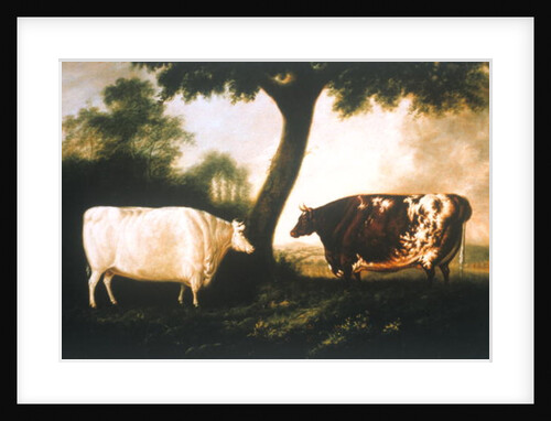Two Shorthorn Cattle, 1806 by Thomas Harrington Wilson