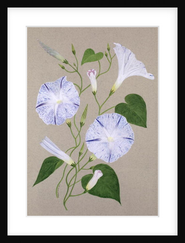 Convolvulus Cneorum by Frances Buckland