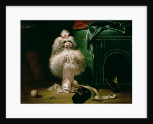 A Dog of the Havannah Breed, 1768 by Jean Jacques Bachelier