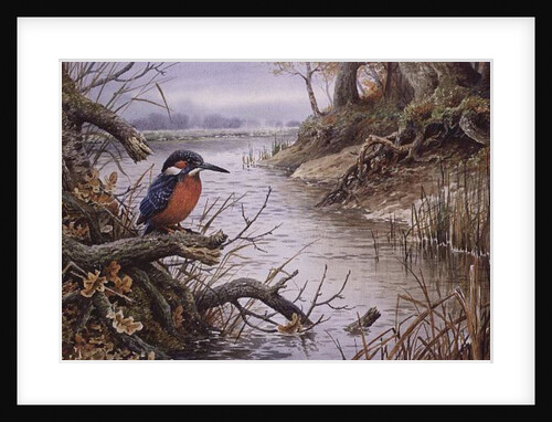 Kingfisher by Carl Donner