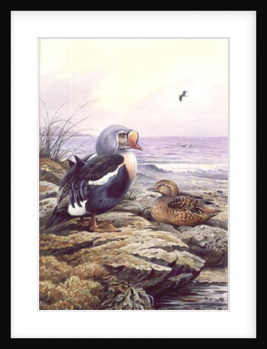 King Eider by Carl Donner
