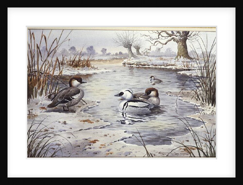 Smew by Carl Donner