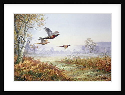 Pheasants in Flight by Carl Donner