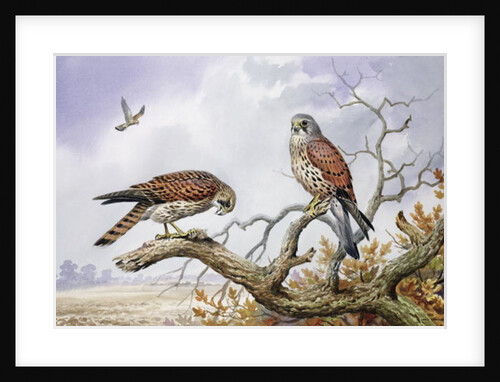 Pair of Kestrels by Carl Donner