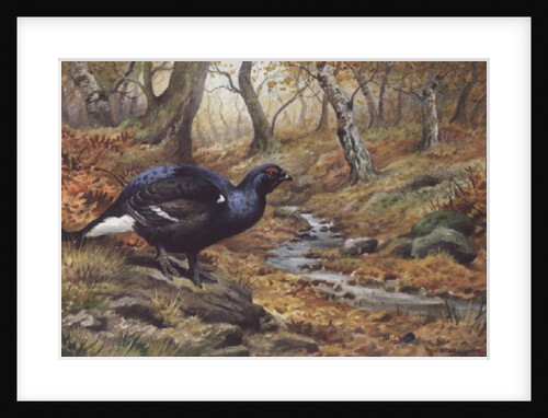 Black Cock Grouse by a stream by Carl Donner