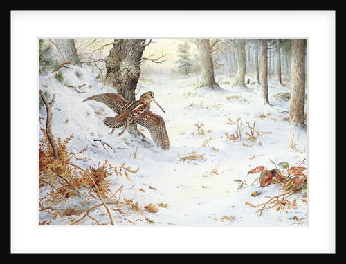 Snipe in Wooded Landscape by Carl Donner