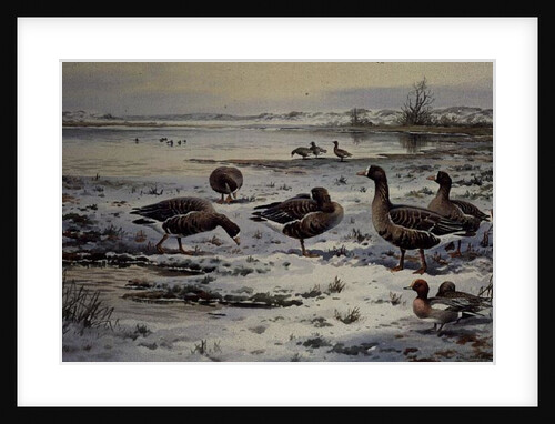 White Fronted Geese by Carl Donner