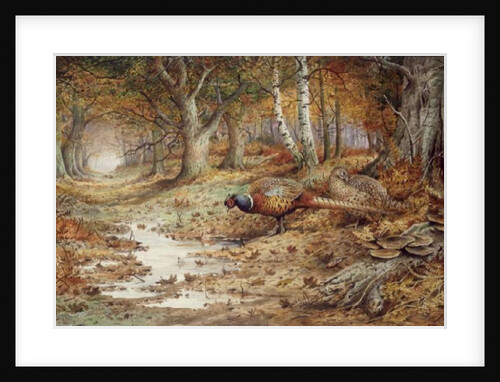 Cock Pheasant and Sulphur Tuft Fungi, by Carl Donner