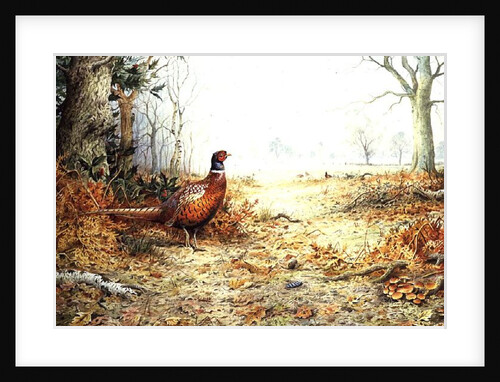 Cock Pheasant by Carl Donner