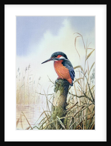 Kingfisher by Carl Donner