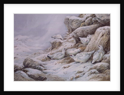 Ptarmigan in snow covered landscape by Carl Donner