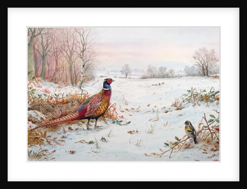Pheasant and bramblefinch in the snow by Carl Donner