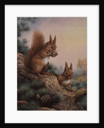 Pair of Red Squirrels on a Scottish Pine by Carl Donner