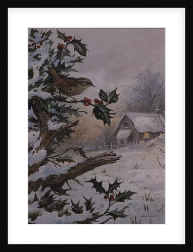 Wren in Hollybush by a cottage by Carl Donner