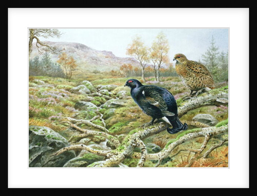 Black Grouse on a Moor by Carl Donner
