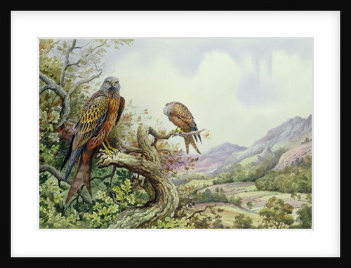 Pair of Red Kites in an Oak Tree by Carl Donner