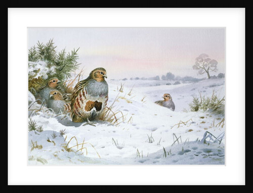 Grey Partridge by Carl Donner