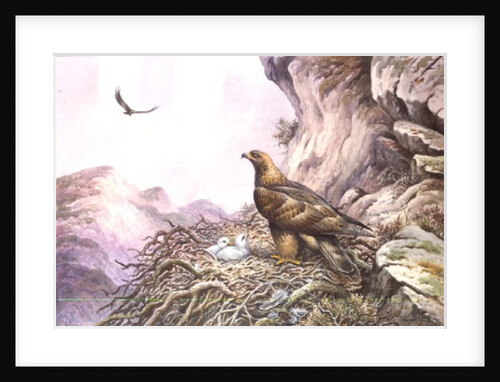 Golden Eagles at their Eyrie by Carl Donner