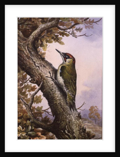 Green Woodpecker by Carl Donner