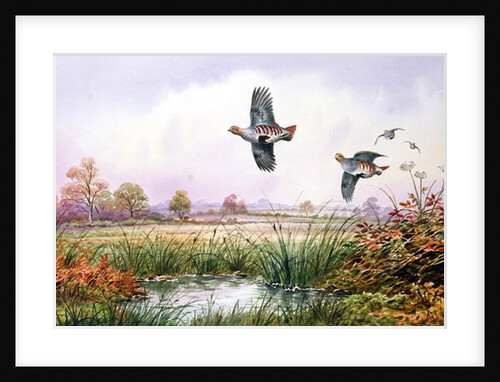 Partridge in Flight by Carl Donner