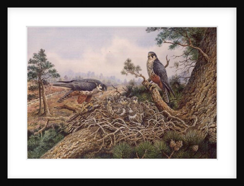 Hobbys at their Nest by Carl Donner