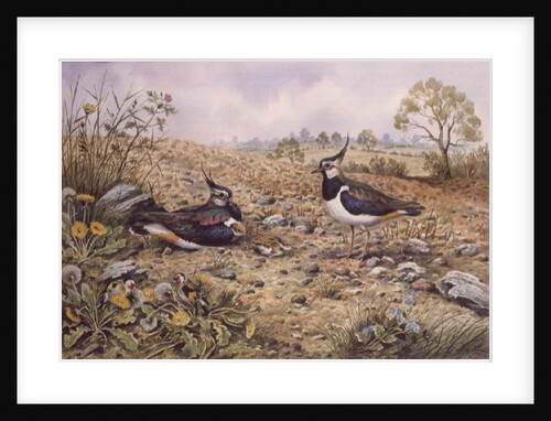 Lapwing Family with Goldfinches by Carl Donner