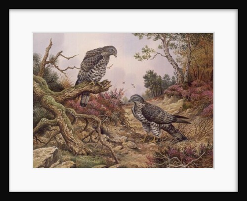 Honey Buzzards by Carl Donner