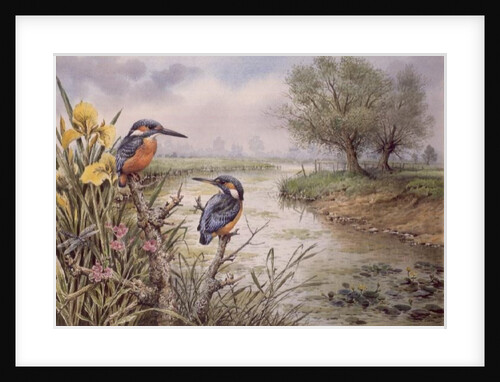 Kingfishers on the Riverbank by Carl Donner