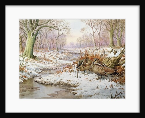 Woodcock by Carl Donner