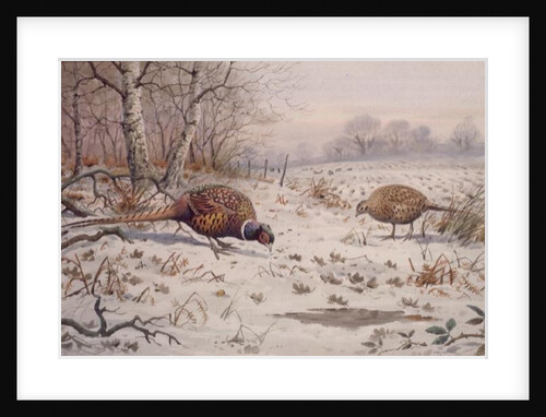 Pheasant and Partridge Eating by Carl Donner