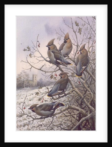 Waxwings by Carl Donner
