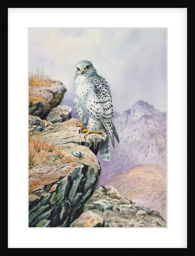 Gyrfalcon by Carl Donner