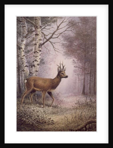 Roe-Deer by Carl Donner