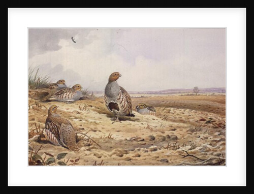 Red-Legged Partridge by Carl Donner