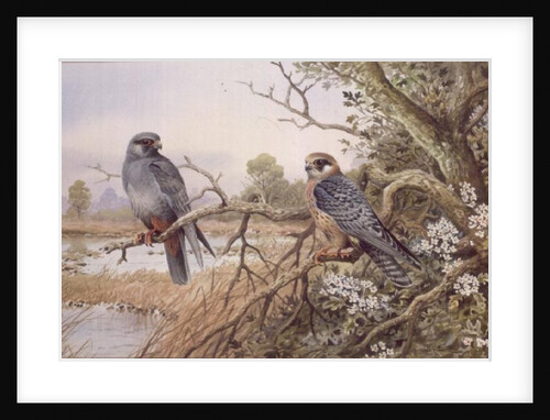 Red-footed Falcons by Carl Donner