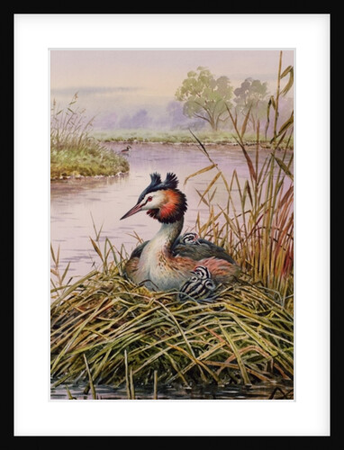 Great-Crested Grebes by Carl Donner