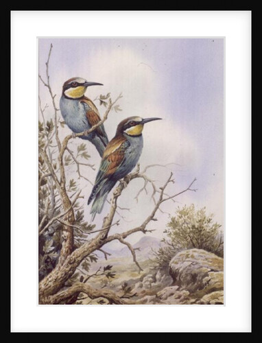 Bee-Eaters by Carl Donner
