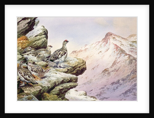 Ptarmigan on the High Tops by Carl Donner