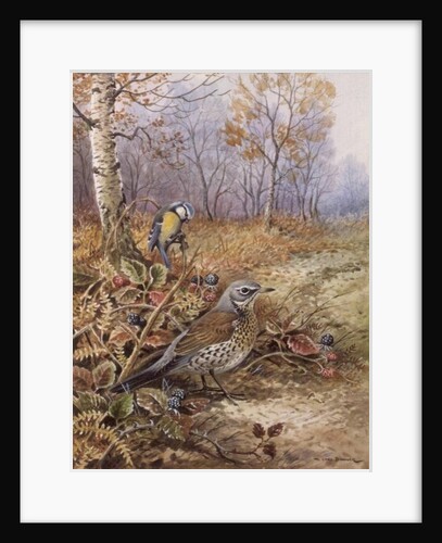 Fieldfare and Blue Tit by Carl Donner