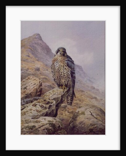 Peregrine Falcon by Carl Donner