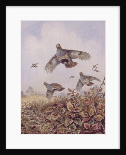 Flushed Partridges by Carl Donner