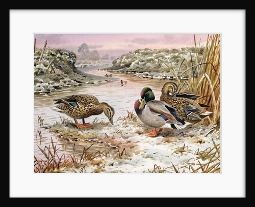 Mallards in a Quiet Corner by Carl Donner