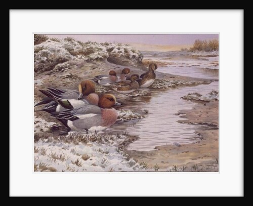 Daybreak on the Washes - Wigeon by Carl Donner