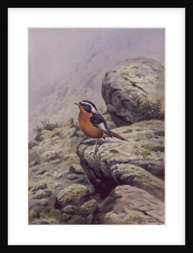 Moussier's Redstart by Carl Donner