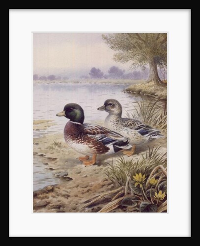 Silver Call Ducks by Carl Donner