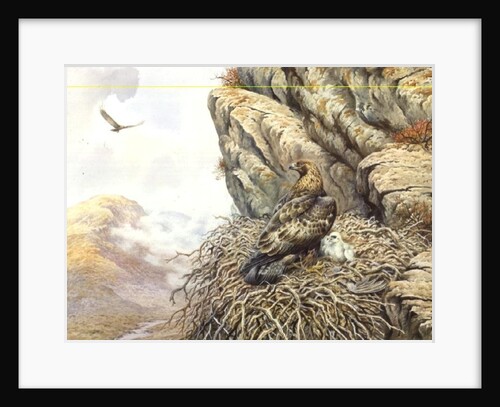 Golden Eagles at Eyrie by Carl Donner