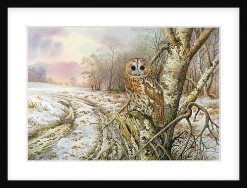 Tawny Owl by Carl Donner