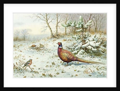 Cock Pheasant and Chaffinch by Carl Donner